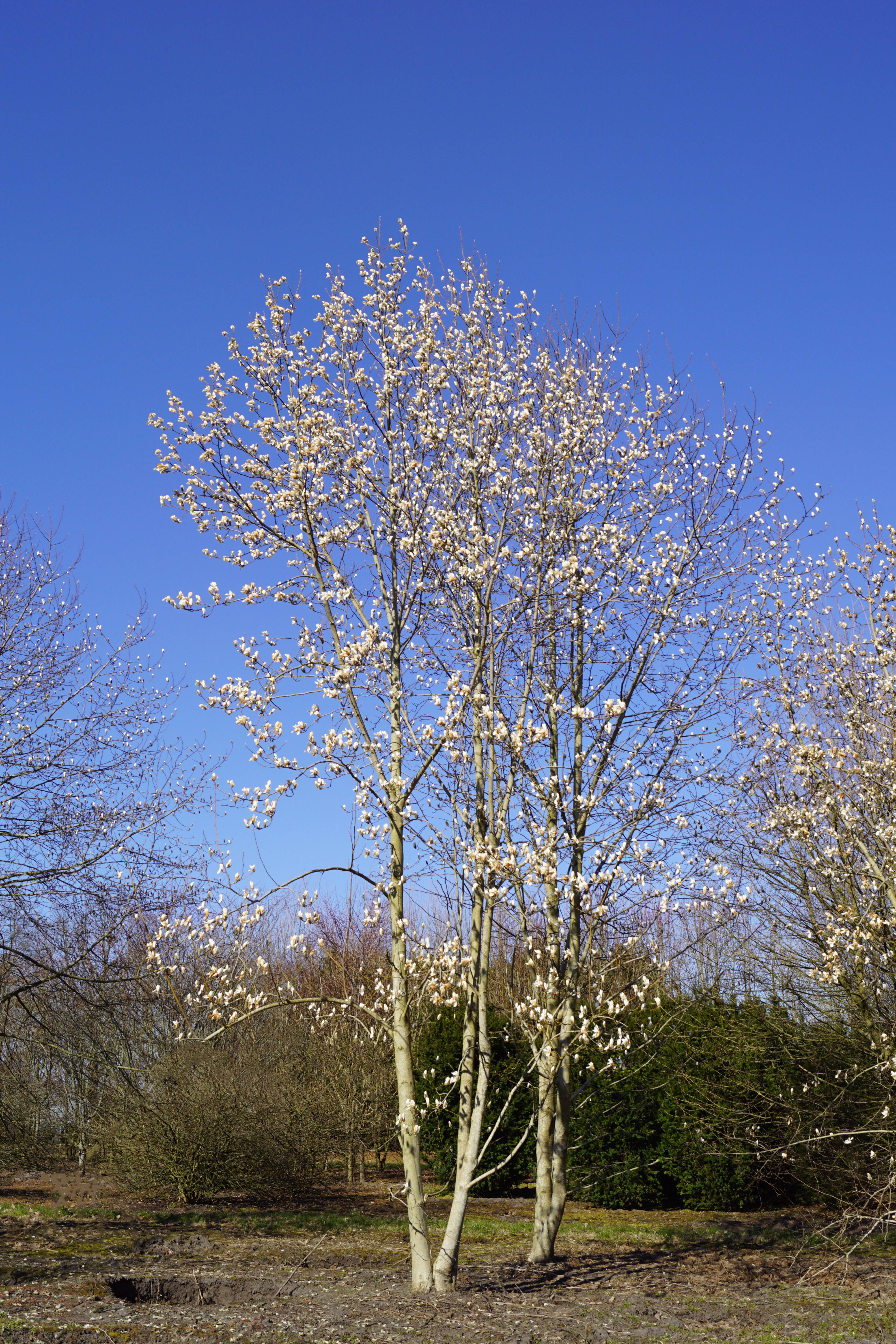 Magnolia kobus (2)